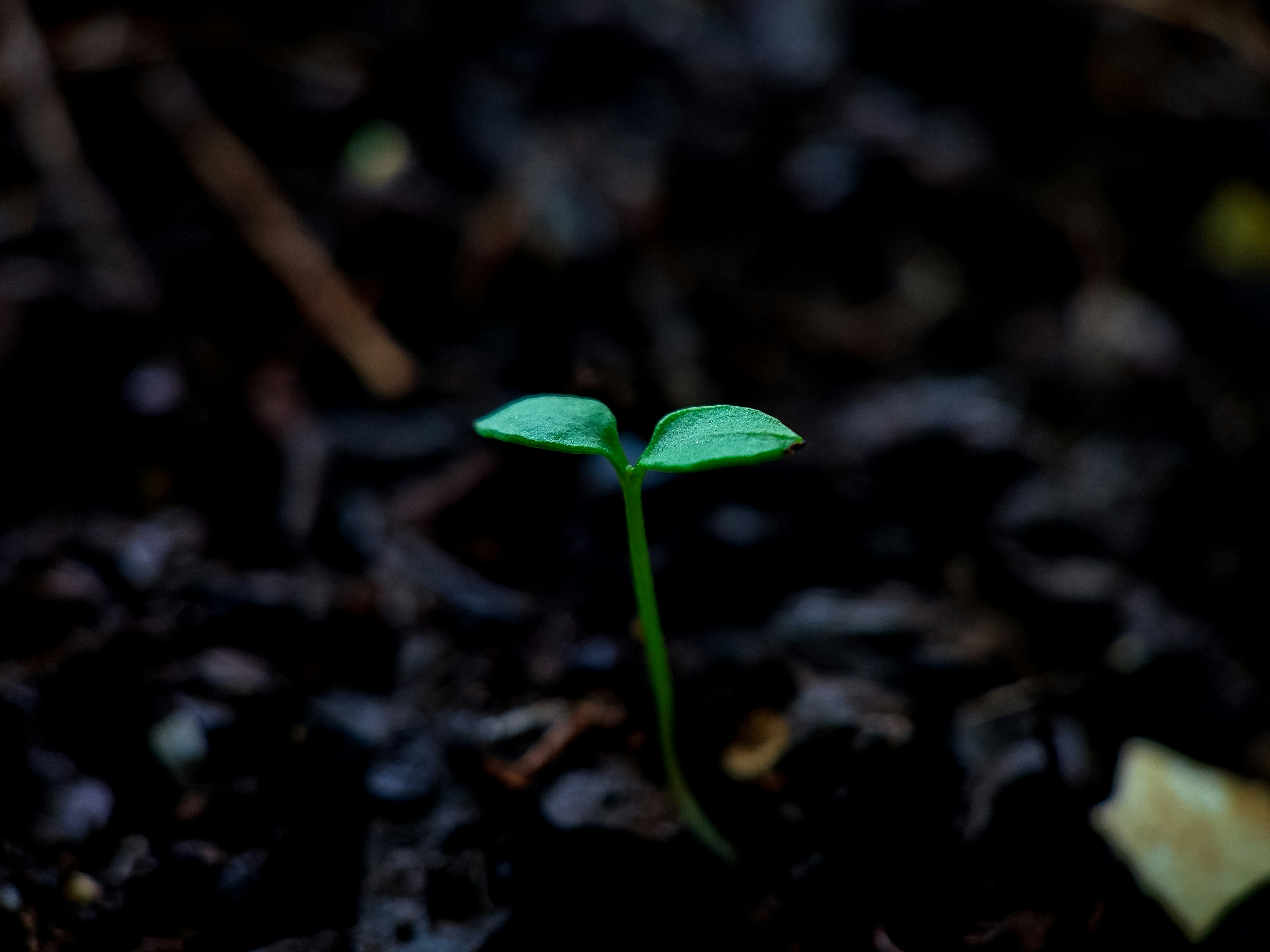 Photo of a green plant growing from the ground, used to represent growth and learning.